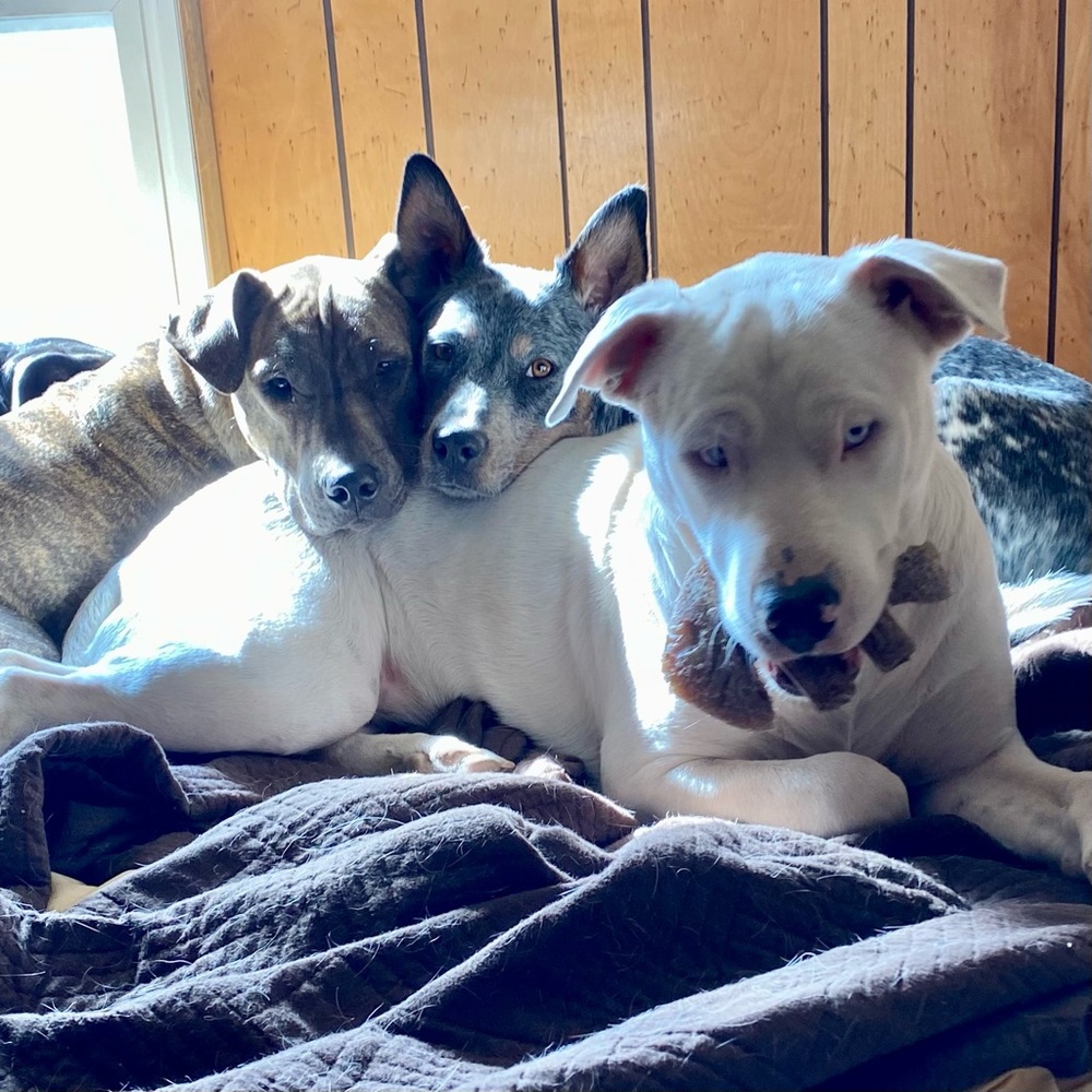 🧡MORE ABOUT OUR NONPROFIT🧡THANK YOU FOR YOUR SUPPORT! - Picture 15 of 16